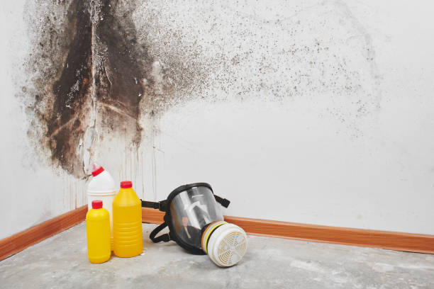 Best Home Mold Removal  in Fitchburg, WI