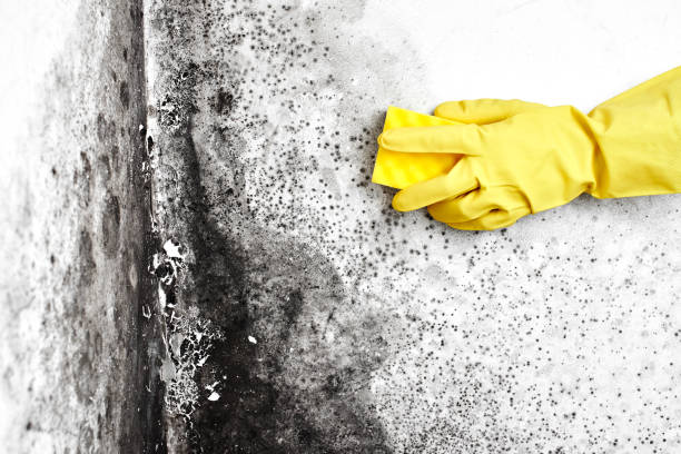 Best Mold Cleaning Services  in Fitchburg, WI