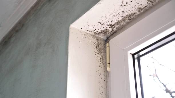 Best Toxic Mold Removal  in Fitchburg, WI