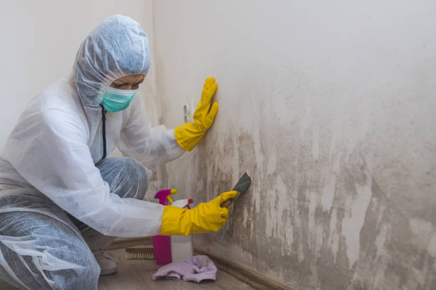 Mold Removal and Inspection in Fitchburg, WI