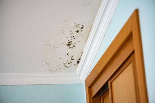 Best Local Mold Removal Service  in Fitchburg, WI