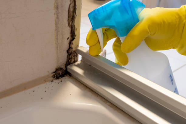 Professional Mold Removal in Fitchburg, WI