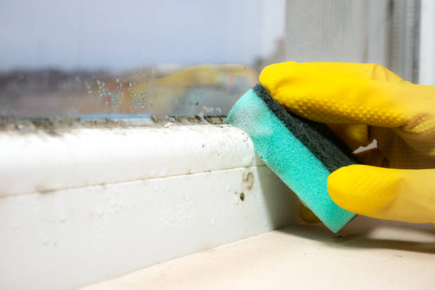 Best Same-Day Mold Removal  in Fitchburg, WI