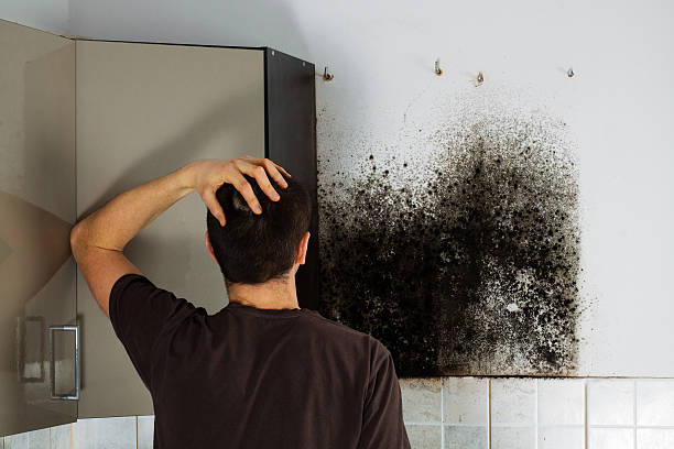 Best Commercial Mold Removal  in Fitchburg, WI