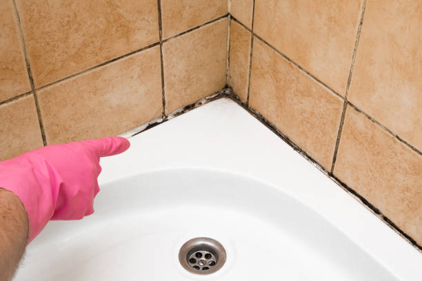 Best Local Mold Removal Service  in Fitchburg, WI