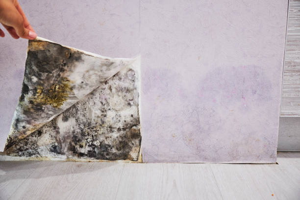 Best Residential Mold Removal  in Fitchburg, WI